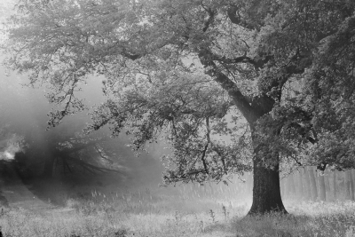 <i class='fa fa-user'></i>&nbsp;ErnovanDoorn&nbsp;|  Zomereik&nbsp; <i class='fa fa-eye'>&nbsp;75</i> &nbsp;<i class='fa fa-thumbs-up'>&nbsp;6</i> &nbsp; <i class='fa fa-comment-o'>&nbsp;11</i>