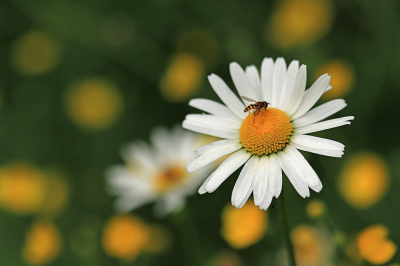 <i class='fa fa-user'></i>&nbsp;Tineke Strijbosch&nbsp;|  Gewone Margriet&nbsp; <i class='fa fa-eye'>&nbsp;31</i> &nbsp; <i class='fa fa-comment-o'>&nbsp;2</i>