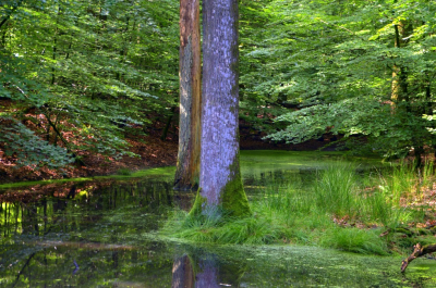 <i class='fa fa-user'></i>&nbsp;B.M.Schouten-Ruis&nbsp;|  Vijver  langs de weg tussen Vierhouten en Gortel&nbsp; <i class='fa fa-eye'>&nbsp;67</i> &nbsp;<i class='fa fa-thumbs-up'>&nbsp;1</i> &nbsp; <i class='fa fa-comment-o'>&nbsp;3</i>