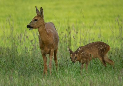 <i class='fa fa-user'></i>&nbsp;Truus Aletta Maan&nbsp;|  Ree&nbsp; <i class='fa fa-eye'>&nbsp;77</i> &nbsp;<i class='fa fa-thumbs-up'>&nbsp;4</i> &nbsp; <i class='fa fa-comment-o'>&nbsp;10</i>