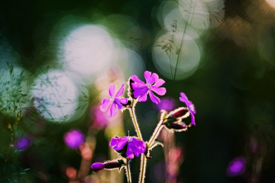 <i class='fa fa-user'></i>&nbsp;hesterb&nbsp;|  Dagkoekoeksbloem&nbsp; <i class='fa fa-eye'>&nbsp;49</i> &nbsp; <i class='fa fa-comment-o'>&nbsp;5</i>