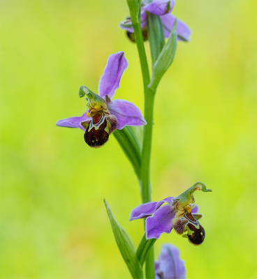 <i class='fa fa-user'></i>&nbsp;Jurgen Maassen&nbsp;|  Bijenorchis&nbsp; <i class='fa fa-eye'>&nbsp;65</i> &nbsp;<i class='fa fa-thumbs-up'>&nbsp;1</i> &nbsp; <i class='fa fa-comment-o'>&nbsp;5</i>