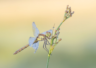 <i class='fa fa-user'></i>&nbsp;Tom&nbsp;|  Steenrode Heidelibel&nbsp; <i class='fa fa-eye'>&nbsp;78</i> &nbsp;<i class='fa fa-thumbs-up'>&nbsp;6</i> &nbsp; <i class='fa fa-comment-o'>&nbsp;6</i>