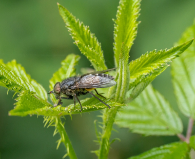 <i class='fa fa-user'></i>&nbsp;Tim Oord&nbsp;|  Bosknobbeldaas&nbsp; <i class='fa fa-eye'>&nbsp;47</i> &nbsp; <i class='fa fa-comment-o'>&nbsp;7</i>