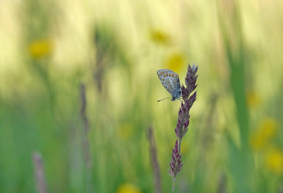 <i class='fa fa-user'></i>&nbsp;Nel R&nbsp;|  Bruin Blauwtje&nbsp; <i class='fa fa-eye'>&nbsp;71</i> &nbsp;<i class='fa fa-thumbs-up'>&nbsp;4</i> &nbsp; <i class='fa fa-comment-o'>&nbsp;7</i>