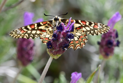 <i class='fa fa-user'></i>&nbsp;josephine&nbsp;|  Spaanse Pijpbloemvlinder&nbsp; <i class='fa fa-eye'>&nbsp;95</i> &nbsp;<i class='fa fa-thumbs-up'>&nbsp;2</i> &nbsp; <i class='fa fa-comment-o'>&nbsp;6</i>