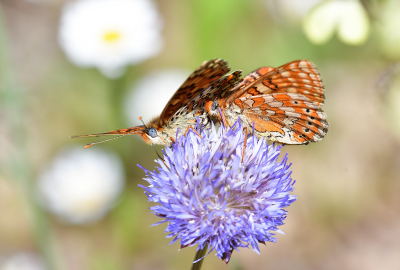 <i class='fa fa-user'></i>&nbsp;josephine&nbsp;|  Moerasparelmoervlinder&nbsp; <i class='fa fa-eye'>&nbsp;77</i> &nbsp; <i class='fa fa-comment-o'>&nbsp;3</i>