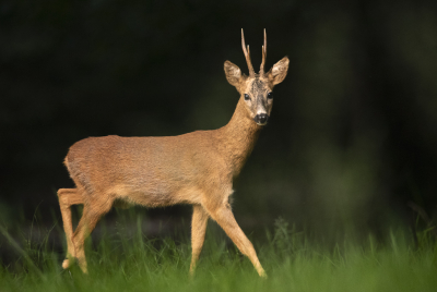 <i class='fa fa-user'></i>&nbsp;ErnovanDoorn&nbsp;|  Ree&nbsp; <i class='fa fa-eye'>&nbsp;93</i> &nbsp;<i class='fa fa-thumbs-up'>&nbsp;2</i> &nbsp; <i class='fa fa-comment-o'>&nbsp;6</i>