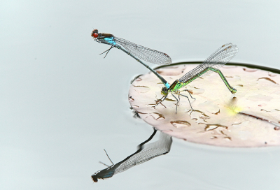 <i class='fa fa-user'></i>&nbsp;Eric Gibcus&nbsp;|  Grote Roodoogjuffer&nbsp; <i class='fa fa-eye'>&nbsp;75</i> &nbsp; <i class='fa fa-comment-o'>&nbsp;3</i>