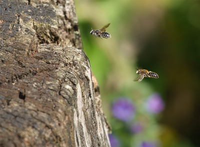 <i class='fa fa-user'></i>&nbsp;Jurgen Maassen&nbsp;|  Slangenkruidbij&nbsp; <i class='fa fa-eye'>&nbsp;97</i> &nbsp;<i class='fa fa-thumbs-up'>&nbsp;4</i> &nbsp; <i class='fa fa-comment-o'>&nbsp;10</i>