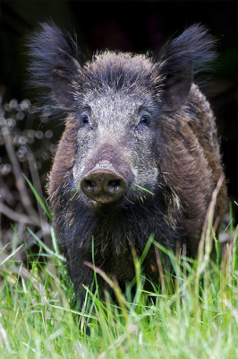 <i class='fa fa-user'></i>&nbsp;Bertus&nbsp;|  Wild Zwijn&nbsp; <i class='fa fa-eye'>&nbsp;77</i> &nbsp; <i class='fa fa-comment-o'>&nbsp;2</i>