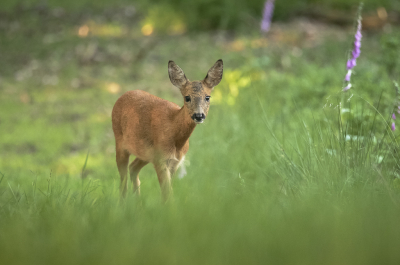 <i class='fa fa-user'></i>&nbsp;ErnovanDoorn&nbsp;|  Ree&nbsp; <i class='fa fa-eye'>&nbsp;55</i> &nbsp;<i class='fa fa-thumbs-up'>&nbsp;2</i> &nbsp; <i class='fa fa-comment-o'>&nbsp;3</i>