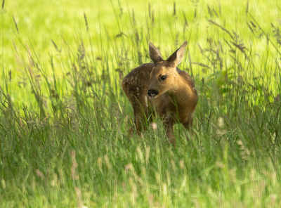 <i class='fa fa-user'></i>&nbsp;Truus Aletta Maan&nbsp;|  Ree&nbsp; <i class='fa fa-eye'>&nbsp;55</i> &nbsp;<i class='fa fa-thumbs-up'>&nbsp;1</i> &nbsp; <i class='fa fa-comment-o'>&nbsp;2</i>