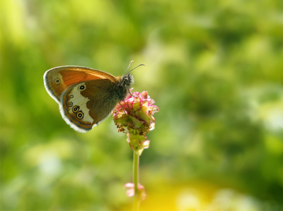 <i class='fa fa-user'></i>&nbsp;Jurgen Maassen&nbsp;|  Tweekleurig Hooibeestje&nbsp; <i class='fa fa-eye'>&nbsp;80</i> &nbsp;<i class='fa fa-thumbs-up'>&nbsp;5</i> &nbsp; <i class='fa fa-comment-o'>&nbsp;4</i>