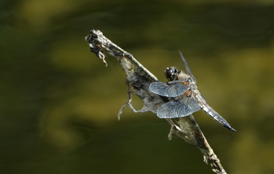 <i class='fa fa-user'></i>&nbsp;nelappelmelk&nbsp;|  Viervlek&nbsp; <i class='fa fa-eye'>&nbsp;52</i> &nbsp; <i class='fa fa-comment-o'>&nbsp;3</i>