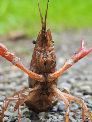 <i class='fa fa-user'></i>&nbsp;Jovanzo&nbsp;|  Rode Amerikaanse Rivierkreeft&nbsp; <i class='fa fa-eye'>&nbsp;80</i> &nbsp;<i class='fa fa-thumbs-up'>&nbsp;1</i> &nbsp; <i class='fa fa-comment-o'>&nbsp;5</i>