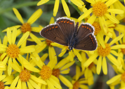 <i class='fa fa-user'></i>&nbsp;Ad Sprang&nbsp;|  Bruin Blauwtje&nbsp; <i class='fa fa-eye'>&nbsp;51</i> &nbsp;<i class='fa fa-thumbs-up'>&nbsp;3</i> &nbsp; <i class='fa fa-comment-o'>&nbsp;7</i>