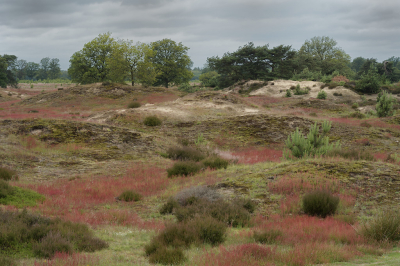 <i class='fa fa-user'></i>&nbsp;Hendrik van Kampen&nbsp;|  Oude stuifduintjes&nbsp; <i class='fa fa-eye'>&nbsp;93</i> &nbsp;<i class='fa fa-thumbs-up'>&nbsp;7</i> &nbsp; <i class='fa fa-comment-o'>&nbsp;9</i>