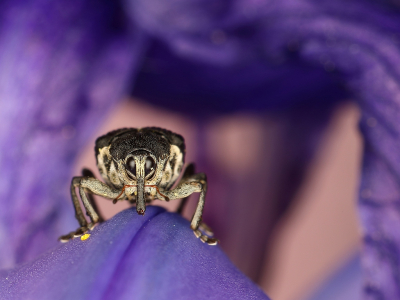 <i class='fa fa-user'></i>&nbsp;Sophie&nbsp;|  Lissenboorder&nbsp; <i class='fa fa-eye'>&nbsp;95</i> &nbsp;<i class='fa fa-thumbs-up'>&nbsp;12</i> &nbsp; <i class='fa fa-comment-o'>&nbsp;10</i>