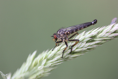 <i class='fa fa-user'></i>&nbsp;Paul Vandebroek&nbsp;|  Bosrandroofvlieg&nbsp; <i class='fa fa-eye'>&nbsp;50</i> &nbsp;<i class='fa fa-thumbs-up'>&nbsp;2</i> &nbsp; <i class='fa fa-comment-o'>&nbsp;4</i>