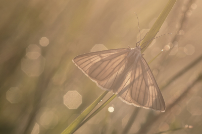 <i class='fa fa-user'></i>&nbsp;Johan van Gurp&nbsp;|  Vals Witje&nbsp; <i class='fa fa-eye'>&nbsp;62</i> &nbsp;<i class='fa fa-thumbs-up'>&nbsp;4</i> &nbsp; <i class='fa fa-comment-o'>&nbsp;4</i>