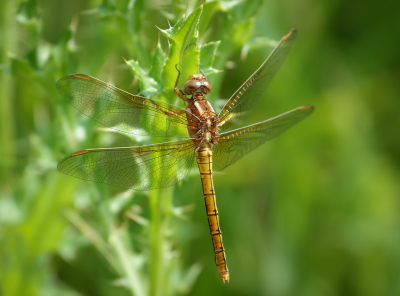 <i class='fa fa-user'></i>&nbsp;Jurgen Maassen&nbsp;|  Beekoeverlibel&nbsp; <i class='fa fa-eye'>&nbsp;58</i> &nbsp;<i class='fa fa-thumbs-up'>&nbsp;1</i> &nbsp; <i class='fa fa-comment-o'>&nbsp;3</i>