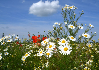 <i class='fa fa-user'></i>&nbsp;B.M.Schouten-Ruis&nbsp;|  Gewone Margriet&nbsp; <i class='fa fa-eye'>&nbsp;61</i> &nbsp; <i class='fa fa-comment-o'>&nbsp;3</i>