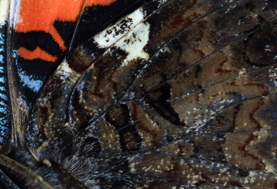 <i class='fa fa-user'></i>&nbsp;Ad Sprang&nbsp;|  Atalanta&nbsp; <i class='fa fa-eye'>&nbsp;60</i> &nbsp; <i class='fa fa-comment-o'>&nbsp;5</i>