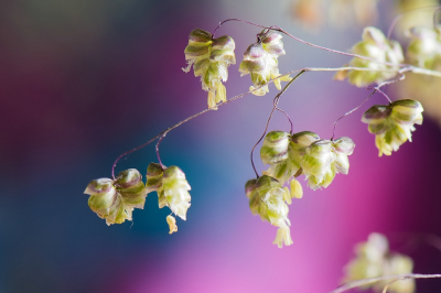 <i class='fa fa-user'></i>&nbsp;Bert Veerman&nbsp;|  Bevertjes&nbsp; <i class='fa fa-eye'>&nbsp;50</i> &nbsp;<i class='fa fa-thumbs-up'>&nbsp;1</i> &nbsp; <i class='fa fa-comment-o'>&nbsp;5</i>