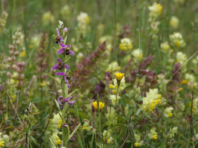 <i class='fa fa-user'></i>&nbsp;ko katsman&nbsp;|  Bijenorchis&nbsp; <i class='fa fa-eye'>&nbsp;66</i> &nbsp;<i class='fa fa-thumbs-up'>&nbsp;1</i> &nbsp; <i class='fa fa-comment-o'>&nbsp;2</i>