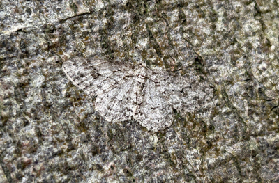 <i class='fa fa-user'></i>&nbsp;Pieter  LJ&nbsp;|  Gewone Spikkelspanner&nbsp; <i class='fa fa-eye'>&nbsp;67</i> &nbsp;<i class='fa fa-thumbs-up'>&nbsp;1</i> &nbsp; <i class='fa fa-comment-o'>&nbsp;6</i>