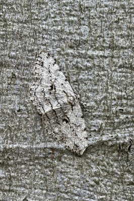 <i class='fa fa-user'></i>&nbsp;Pieter  LJ&nbsp;|  Grote Spikkelspanner&nbsp; <i class='fa fa-eye'>&nbsp;56</i> &nbsp; <i class='fa fa-comment-o'>&nbsp;3</i>