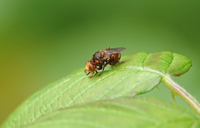 <i class='fa fa-user'></i>&nbsp;nelappelmelk&nbsp;|  Roestbruine Kromlijf&nbsp; <i class='fa fa-eye'>&nbsp;51</i> &nbsp; <i class='fa fa-comment-o'>&nbsp;5</i>