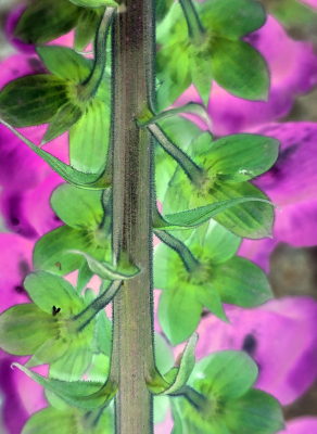 <i class='fa fa-user'></i>&nbsp;liesbeth van vliet&nbsp;|  Vingerhoedskruid&nbsp; <i class='fa fa-eye'>&nbsp;75</i> &nbsp;<i class='fa fa-thumbs-up'>&nbsp;1</i> &nbsp; <i class='fa fa-comment-o'>&nbsp;7</i>