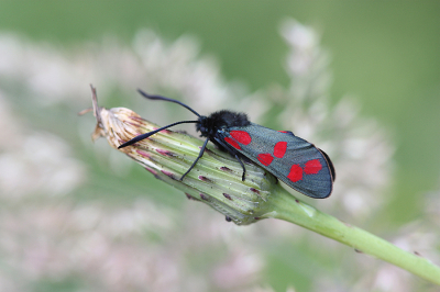 <i class='fa fa-user'></i>&nbsp;Paul Vandebroek&nbsp;|  Sint-jansvlinder&nbsp; <i class='fa fa-eye'>&nbsp;55</i> &nbsp;<i class='fa fa-thumbs-up'>&nbsp;2</i> &nbsp; <i class='fa fa-comment-o'>&nbsp;1</i>