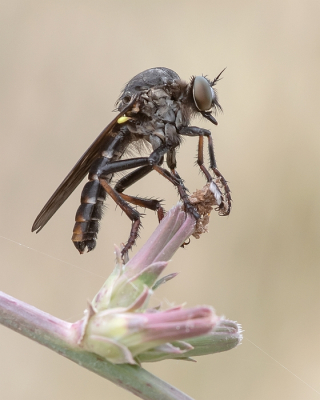 <i class='fa fa-user'></i>&nbsp;Johan van Gurp&nbsp;|  Grote Doornpootroofvlieg&nbsp; <i class='fa fa-eye'>&nbsp;54</i> &nbsp;<i class='fa fa-thumbs-up'>&nbsp;3</i> &nbsp; <i class='fa fa-comment-o'>&nbsp;3</i>