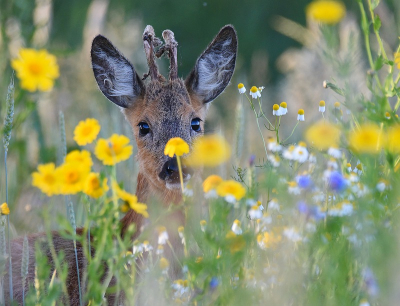 <i class='fa fa-user'></i>&nbsp;robert-jan&nbsp;|  Ree&nbsp; <i class='fa fa-eye'>&nbsp;78</i> &nbsp;<i class='fa fa-thumbs-up'>&nbsp;2</i> &nbsp; <i class='fa fa-comment-o'>&nbsp;6</i>