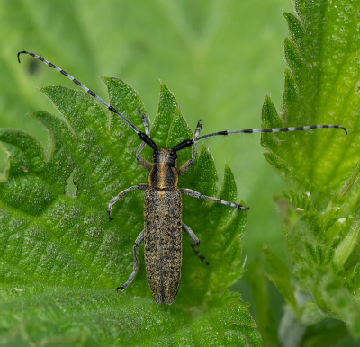 <i class='fa fa-user'></i>&nbsp;Tim Oord&nbsp;|  Gewone Distelboktor&nbsp; <i class='fa fa-eye'>&nbsp;53</i> &nbsp;<i class='fa fa-thumbs-up'>&nbsp;1</i> &nbsp; <i class='fa fa-comment-o'>&nbsp;4</i>