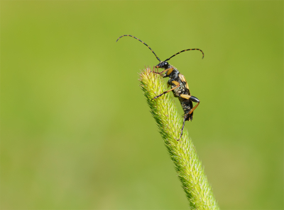 <i class='fa fa-user'></i>&nbsp;Jurgen Maassen&nbsp;|  Geringelde Smalboktor&nbsp; <i class='fa fa-eye'>&nbsp;59</i> &nbsp;<i class='fa fa-thumbs-up'>&nbsp;2</i> &nbsp; <i class='fa fa-comment-o'>&nbsp;2</i>