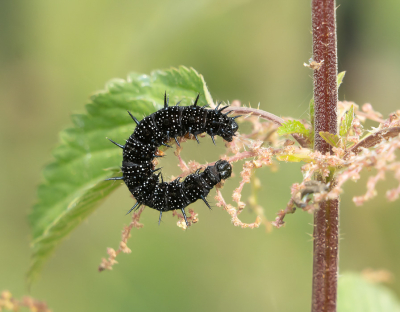 <i class='fa fa-user'></i>&nbsp;Truus Aletta Maan&nbsp;|  Dagpauwoog&nbsp; <i class='fa fa-eye'>&nbsp;55</i> &nbsp;<i class='fa fa-thumbs-up'>&nbsp;3</i> &nbsp; <i class='fa fa-comment-o'>&nbsp;4</i>