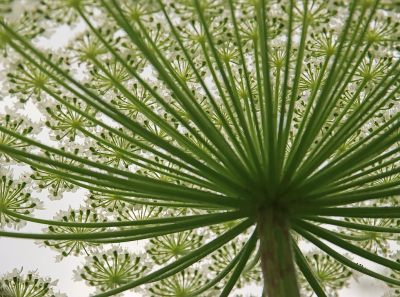 <i class='fa fa-user'></i>&nbsp;Tineke Strijbosch&nbsp;|  Reuzenberenklauw&nbsp; <i class='fa fa-eye'>&nbsp;46</i> &nbsp; <i class='fa fa-comment-o'>&nbsp;2</i>