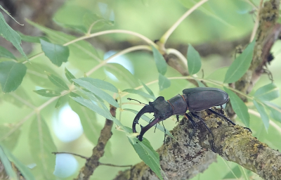 <i class='fa fa-user'></i>&nbsp;nelappelmelk&nbsp;|  Vliegend Hert&nbsp; <i class='fa fa-eye'>&nbsp;82</i> &nbsp; <i class='fa fa-comment-o'>&nbsp;2</i>