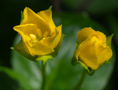 <i class='fa fa-user'></i>&nbsp;Tim Oord&nbsp;|  Penningkruid&nbsp; <i class='fa fa-eye'>&nbsp;49</i> &nbsp; <i class='fa fa-comment-o'>&nbsp;5</i>