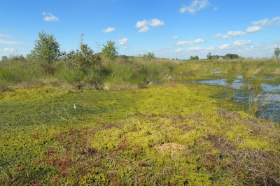 <i class='fa fa-user'></i>&nbsp;Hendrik van Kampen&nbsp;|  Hoogveenherstel&nbsp; <i class='fa fa-eye'>&nbsp;64</i> &nbsp; <i class='fa fa-comment-o'>&nbsp;1</i>