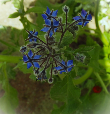 <i class='fa fa-user'></i>&nbsp;B.M.Schouten-Ruis&nbsp;|  Komkommerkruid&nbsp; <i class='fa fa-eye'>&nbsp;55</i> &nbsp; <i class='fa fa-comment-o'>&nbsp;1</i>