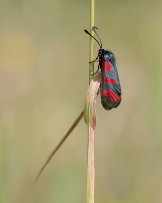 <i class='fa fa-user'></i>&nbsp;Johan van Gurp&nbsp;|  Sint-jansvlinder&nbsp; <i class='fa fa-eye'>&nbsp;47</i> &nbsp;<i class='fa fa-thumbs-up'>&nbsp;2</i> &nbsp; <i class='fa fa-comment-o'>&nbsp;2</i>
