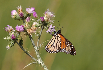 <i class='fa fa-user'></i>&nbsp;Pieter  LJ&nbsp;|  Monarchvlinder&nbsp; <i class='fa fa-eye'>&nbsp;99</i> &nbsp;<i class='fa fa-thumbs-up'>&nbsp;6</i> &nbsp; <i class='fa fa-comment-o'>&nbsp;5</i>