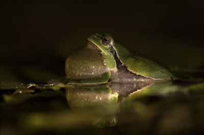 <i class='fa fa-user'></i>&nbsp;Bertus&nbsp;|  Europese Boomkikker&nbsp; <i class='fa fa-eye'>&nbsp;97</i> &nbsp;<i class='fa fa-thumbs-up'>&nbsp;3</i> &nbsp; <i class='fa fa-comment-o'>&nbsp;5</i>