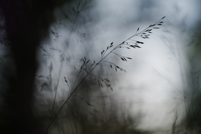 <i class='fa fa-user'></i>&nbsp;hesterb&nbsp;|  Zilverhaver&nbsp; <i class='fa fa-eye'>&nbsp;71</i> &nbsp; <i class='fa fa-comment-o'>&nbsp;5</i>