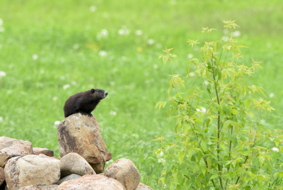 <i class='fa fa-user'></i>&nbsp;Jan Luit&nbsp;|  Bosmarmot&nbsp; <i class='fa fa-eye'>&nbsp;107</i> &nbsp; <i class='fa fa-comment-o'>&nbsp;2</i>